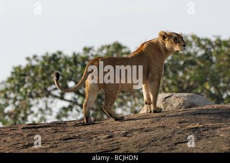 Stock Foto von einer Löwin ruht auf einem Kopje, Serengeti Nationalpark, Tansania, Februar 2009. Stockfoto