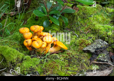 Orange Pilze wachsen auf grünem Moos im Wald Stockfoto