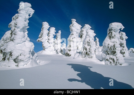 Schweren Schnee Laden Bäume @ Eaglecrest Ski Gebiet SE AK Winter in der Nähe von Juneau Stockfoto