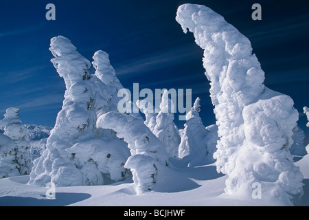 Schweren Schnee Laden Bäume @ Eaglecrest Ski Gebiet SE AK Winter in der Nähe von Juneau Stockfoto