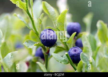 Nahaufnahme der Heidelbeere Sträucher - Wald-Produkt Stockfoto