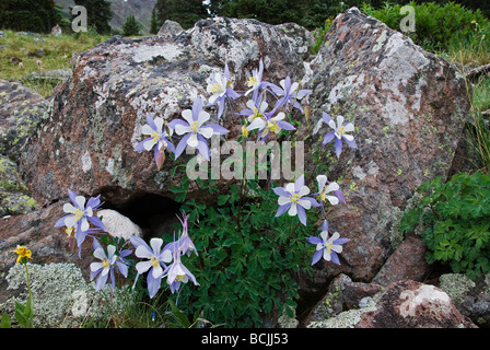 Colorado blaue Akelei Aquilegia Coerulea La Garita Wildnis Colorado USA Stockfoto