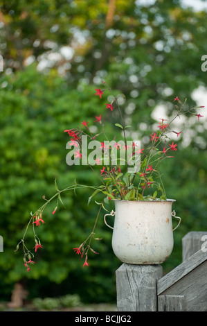 Silene Virginica oder Feuer rosa Wildblumen in eine antike Topf sitzen auf deck Geländer außerhalb mit viel Grün hinter Stockfoto