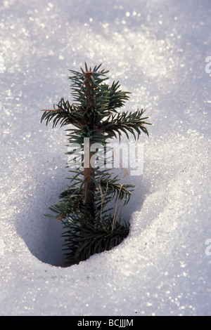 Sitka Fichte Sämling durch Snowbank Kodiak AK SW Frühling steigt Stockfoto