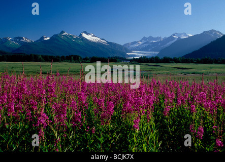 Weidenröschen & Berge w / Mendenhall Gletscher in Bkgrnd Stockfoto