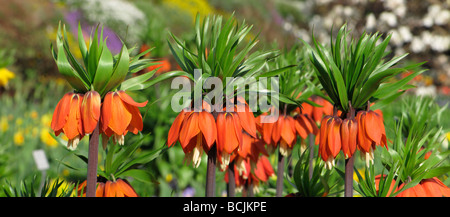 Liliaceae Fritillaria Imperialis Kaiserkronen, Kaiserkrone Stockfoto