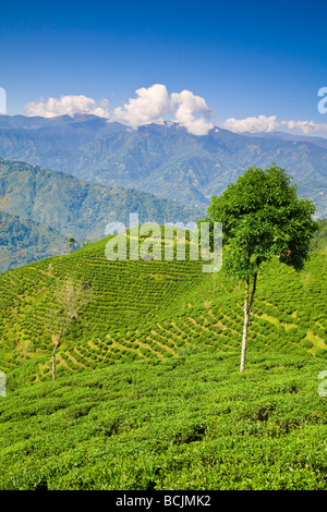 Indien, Westbengalen, Darjeeling, Happy Valley Teeplantage Stockfoto