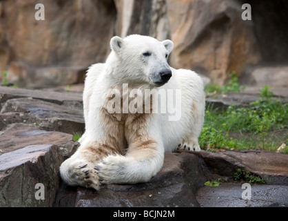 Eisbär Knut im zoo Stockfoto