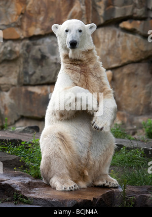 Eisbär Knut im zoo Stockfoto