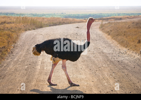 Struthio Camelus (Strauß), Ngorongoro Conservation Area, Tansania Stockfoto