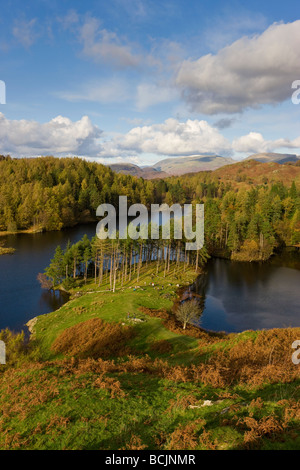 Herbstfarben am Tarn Hows in der Nähe von Hawkshead, Lake District, Cumbria, England, UK Stockfoto