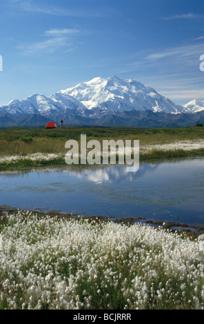 Mt McKinley Reflection Pond Denali Natl Park Sommer AK Zelt Camping innere weiße Blumen Stockfoto