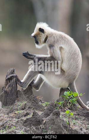 Ein Languren Affe sitzt auf einem Baumstumpf Stockfoto