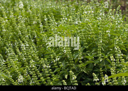 Basilikum, Basilikum (Ocimum basilicum L.) Blumen, Hualien County, Taiwan Stockfoto
