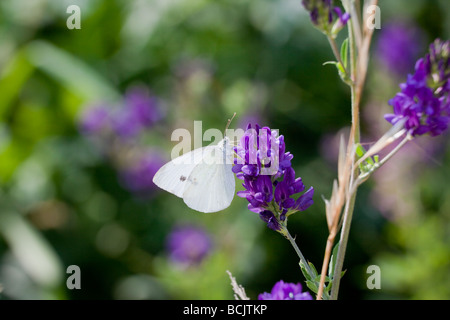 Gemeinsamen Kohl weißen Schmetterling, Pieris Rapae Charles Lupica Stockfoto