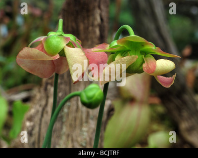 Sarracenia Alata Saraceniaceae Kannenpflanze Stockfoto