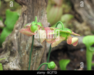 Sarracenia Alata Saraceniaceae Kannenpflanze Stockfoto