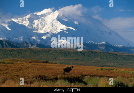 Bull Moose geht durch Tundra w/Mt McKinley IN AK Denali NP Herbst Stockfoto