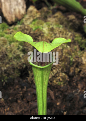 Sarracenia Oreophila Wherry Saraceniaceae Kannenpflanze Stockfoto
