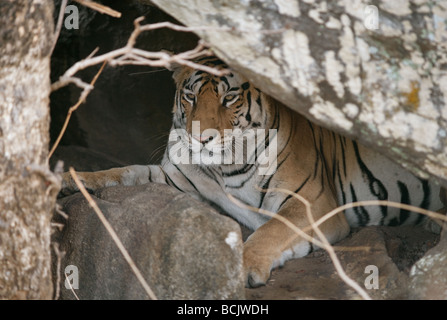 Tiger im Inneren der Höhle in Pench Tiger Reserve, Madhya Pradesh, Indien. (Panthera Tigirs) Stockfoto