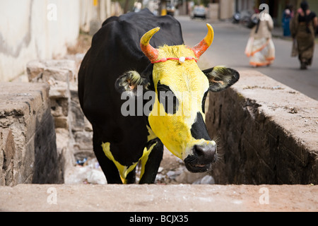 Kuh für pongal Festival gelb lackiert Stockfoto