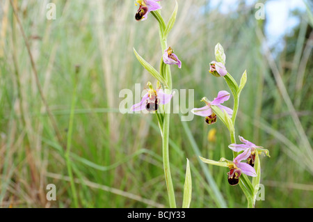 Biene-Orchidee wächst auf Sanddünen Ceredigion Wales Cymru Ophrys apifera Stockfoto