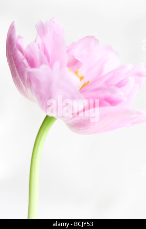 lila Perfektion Tulpe Porträt freifliessenden und ätherisch Fine Art Photography Jane Ann Butler Fotografie JABP392 Stockfoto