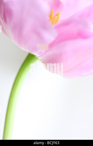 lila Perfektion Tulpe Porträt frei fließenden und ätherisch Jane Ann Butler Fotografie JABP391 Stockfoto