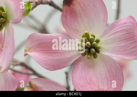 Rosa Hartriegel Frühjahrsblüte isoliert auf weiss Stockfoto