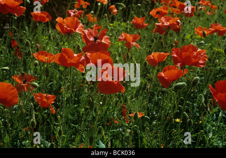 Klatschmohn Papaver Rhoeas Blütenpflanzen Stockfoto