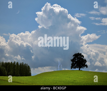 DE - Bayern: Einsamer Baum mit Gewitter nähert sich Stockfoto
