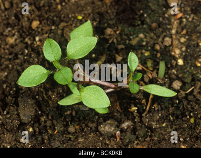 Vogelmiere Stellaria Media Jungpflanze auf Boden-Hintergrund Stockfoto