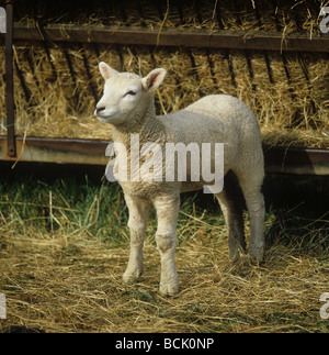 Ein Charollais X Lamm stehend von Heu feeder Stockfoto