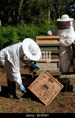 Biene-Haltern einen nationalen Bienenstock öffnen und herausnehmen Krone Stockfoto