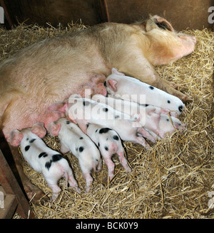 Gloucester alten Stelle säen mit ihrer Fütterung Ferkel Stockfoto