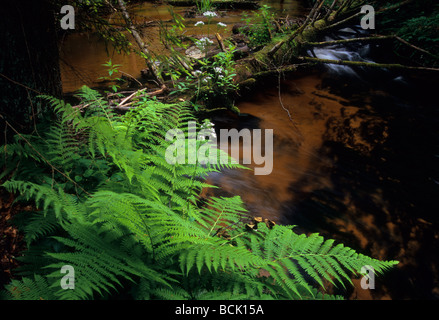 Wurmfarn Dryopteris Filix-Mas, Stream, südöstlichen Polen, Stockfoto