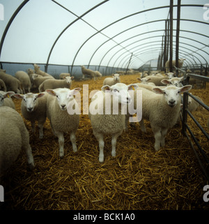 Texel cross Lämmer im Stroh gebettet Polyäthylen-Tunnel Herefordshire Stockfoto