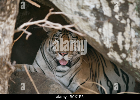 Tiger in der Höhle des Pench Tiger Reserve, Madhya Pradesh, Indien. (Panthera Tigirs) Stockfoto