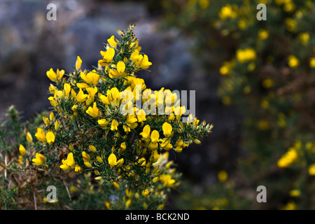 Gelben Blüten der gemeinsamen Ginster Busch wächst in der Nähe von Ardgay, Sutherland, Schottland im Frühjahr Stockfoto