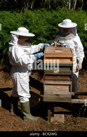 Biene-Haltern einen nationalen Bienenstock öffnen und herausnehmen Krone Stockfoto