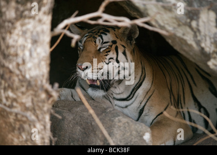 Eine Nahaufnahme von einem Tiger ruhen im Inneren der Höhle in Pench Tiger Reserve, Madhya Pradesh, Indien. (Panthera Tigiris) Stockfoto