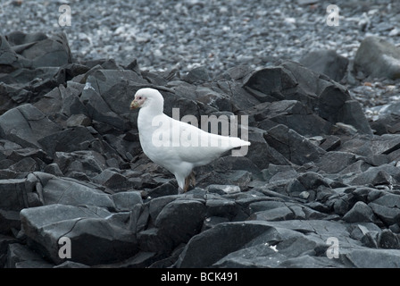 Antarktis antarktischen Halbinsel Antarctic Sound verschneiten Scheidenschnabel Chionis Albus auf felsigen Küste Stockfoto