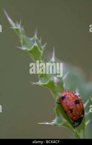 Höhenplan des roten 7-Punkt Marienkäfer (Coccinella 7-Trommler) im Ruhezustand in Tröpfchen des Regens im Ruhezustand auf einem stacheligen Blatt bedeckt Stockfoto