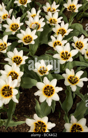 Miniatur-Tulpen Brooklyn Botanic Garden Stockfoto