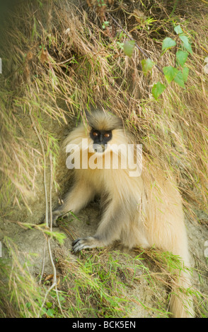 Goldene Languren (Trachypithecus Geei) WILD, Shemgang Valley, Bhutan, stark gefährdet Stockfoto