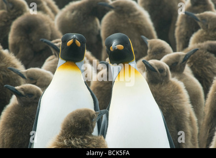 König Penguins (Aptenodytes Patagonicus) zwei Erwachsene in Kinderkrippe Küken, Gold Hafen, Süd-Georgien Stockfoto