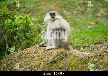 Goldene Languren (Trachypithecus Geei) WILD, Shemgang Valley, Bhutan, stark gefährdet Stockfoto