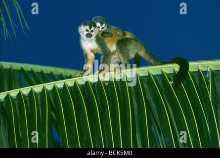 Mittelamerikanischen oder Red-backed Totenkopfaffen (Saimiri Oerstedii) Mutter mit Baby, Manuel Antonio Nationalpark, Costa Rica Stockfoto