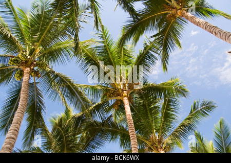 Ein Blick nach oben, der Gipfel des wunderschönen Kokospalmen vor blauem Himmel. Stockfoto