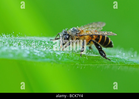 Honigbiene und Tau in den parks Stockfoto